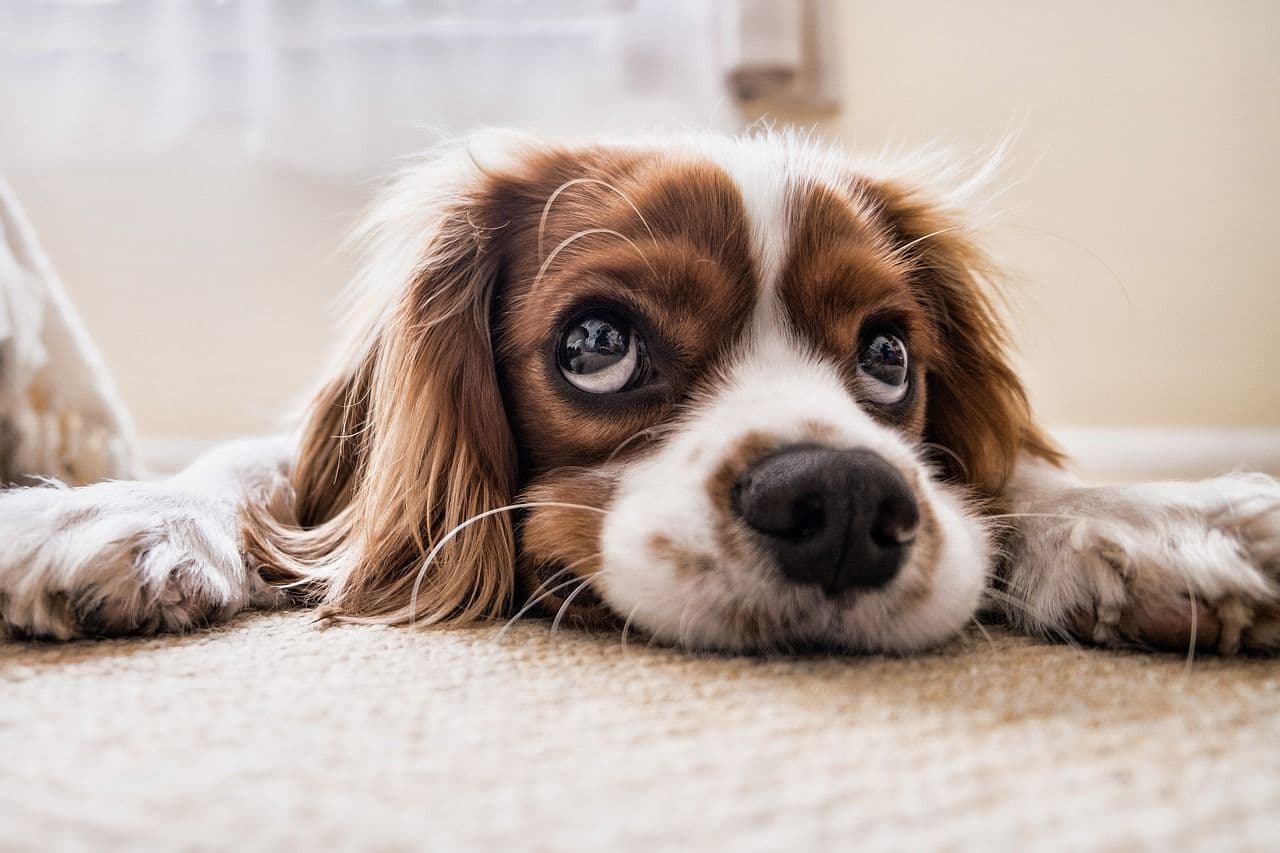 Prepara tu alojamiento para recibir mascotas
