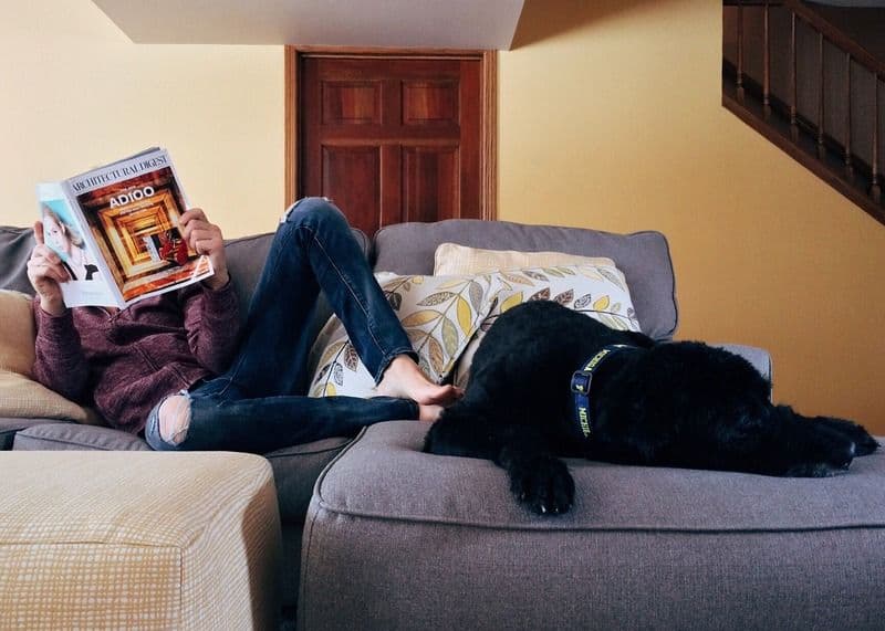 Viajar con mascota. Adapta tu alojamiento para animales