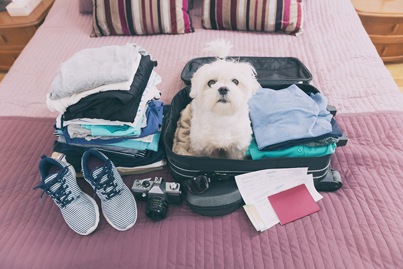 Pisos y apartamentos turísticos adaptados para mascotas